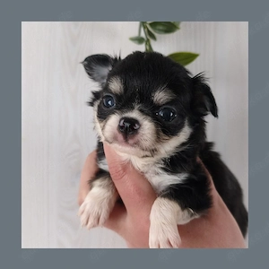 Typvoller Chihuahua Langhaar Rüde mit Ahnentafel 