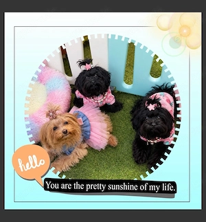  Mini Maltipoo Welpen    Bild 6