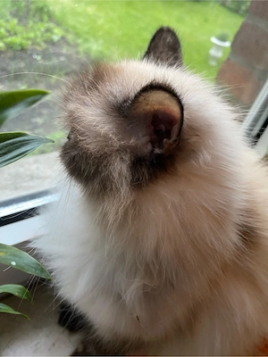 Wunderschöne, verschmuste Perser-Langhaar Katze sucht liebevolles Zuhause    Bild 5