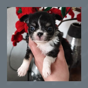 2 kleine Typvolle Chihuahua Langhaar Hündinnen mit Ahnentafel  Bild 7