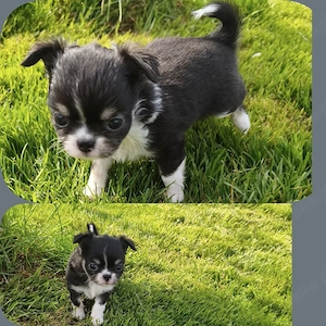 2 kleine Typvolle Chihuahua Langhaar Hündinnen mit Ahnentafel  Bild 5