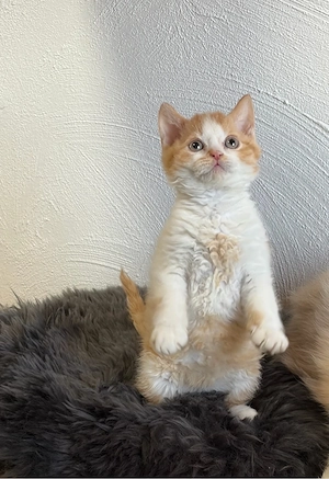 Mega süss und sehr menschenbezogener Selkirk Rex  Kater mit Stammbaum