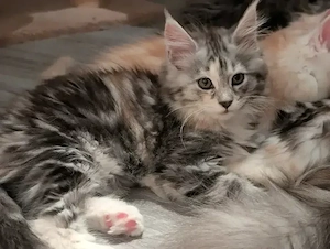 Main Coon Baby ohne Stammbaum 