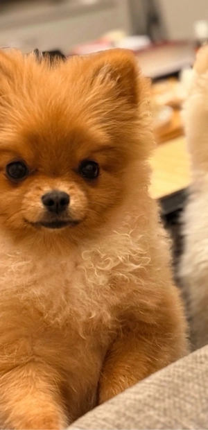 Pomeranian reinrassig mit stammbaum