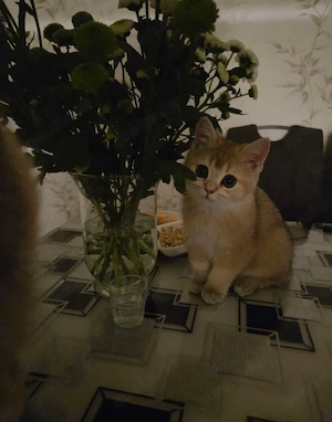 BKH Mädchen abzugeben