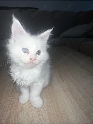    Exklusive Maine Coon Katze   weiß & besondere Augen