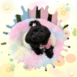  Mini Maltipoo Welpen    Bild 2