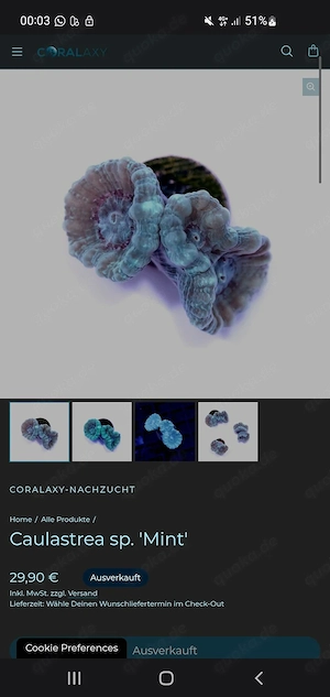 Meerwasser calaustrea mint ableger