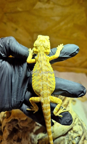 sie sind da!  hypo high citrus aus echter Linie NZ bartagame  Bild 6