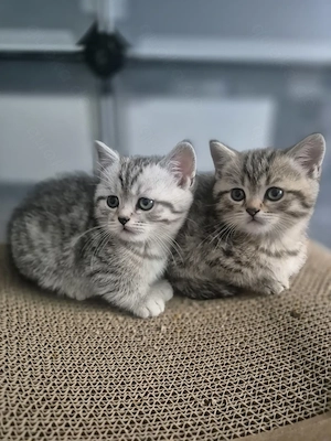 Britischkurzhaar Kitten BKH Silver tabby und golden tabby