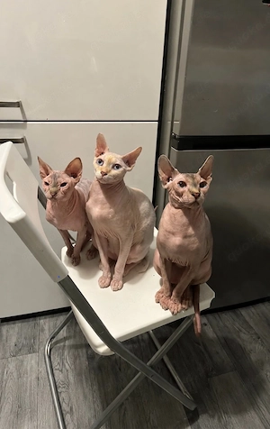     Drei verschmuste Nacktkatzen suchen mehr Freiraum