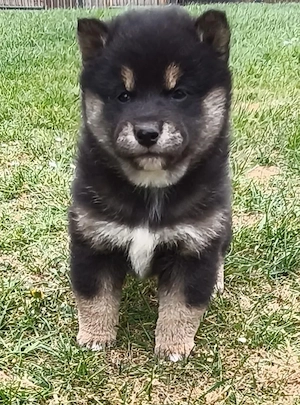 Shiba Inu Welpen