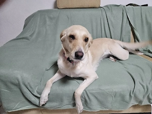 Goldador Labrador Goldenretriever Mischlingswelpen - Vorabvermittlung aus Familienhaltung Bild 4
