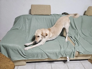 Goldador Labrador Goldenretriever Mischlingswelpen - Vorabvermittlung aus Familienhaltung Bild 2