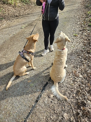 Goldador Labrador Goldenretriever Mischlingswelpen - Vorabvermittlung aus Familienhaltung Bild 3