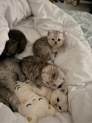 katzen     