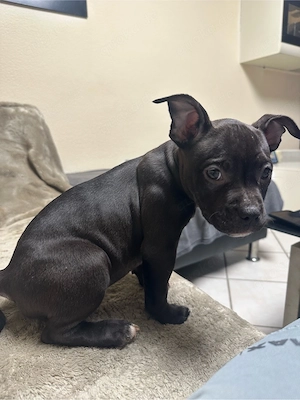 American Pocket Bully Hündin 9 wochen alt 