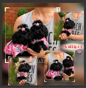  Mini Maltipoo Welpen    Bild 8