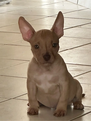 American Pocket Bully Merle Hündin 9 wochen alt