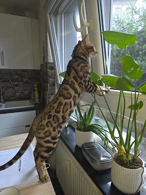 Bengal Katzen reinrassig 