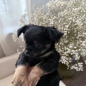 Super süsse Langhaar Chihuahua