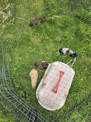 Meerschweinchen männlich 