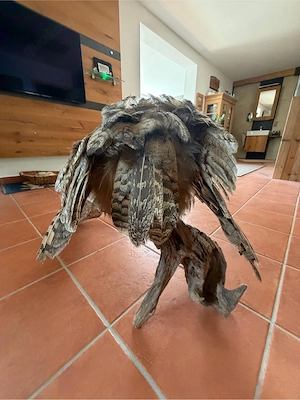 Exklusiver präparierter Uhu (Bubo bubo) auf Naturholz - mit EU-Bescheinigung