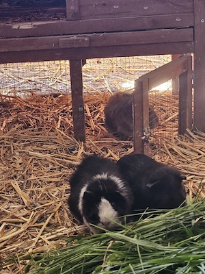Meerschweinchen weiblich 