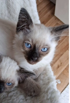 Balinesen  Siam Kitten