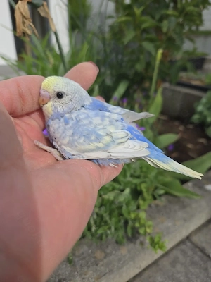 Nestjunge Wellensittiche aus genehmigter Hobbyzucht