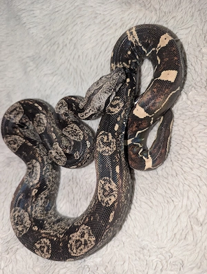 Boa constrictor RLT IMG het VPI 