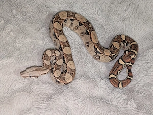 Boa constrictor RLT het VPI 