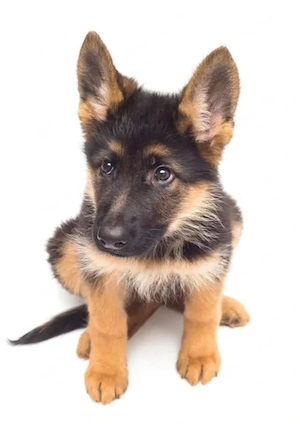SUCHE Schäferhund Stockhaar  welpe WEIBCHEN 