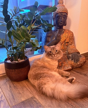 Schöner Ragdoll Deckkater  Bild 5