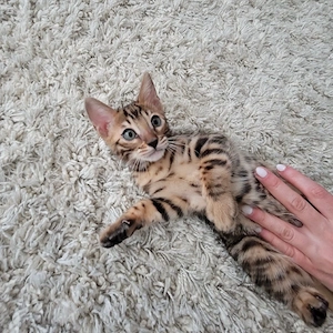 Bengal-Kätzchen!!! WhatsApp: 015777944807  