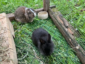 Zwergkaninchen, Männchen, Widdermix, Kaninchen kastriert, Kastrat Bild 2