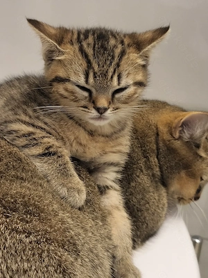Reinrassige bkh Kitten.