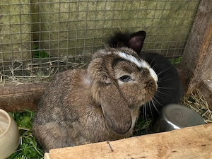 Zwergkaninchen, Männchen, Widdermix, Kaninchen kastriert, Kastrat