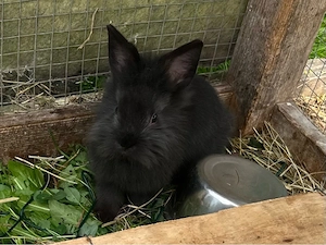 Zwergkaninchen, Männchen, Widdermix, Kaninchen kastriert, Kastrat Bild 8