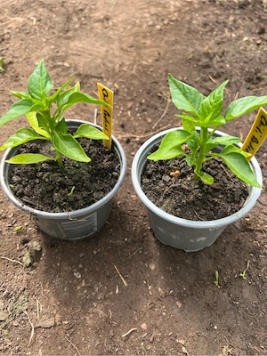 Chili Pflanzen Jalapeno schoko, Elefant, Sugar Rush Peach, Peperoni  rot, 
