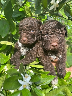 Reinrassige Lagotto Romagnolo Welpen zu verkaufen 