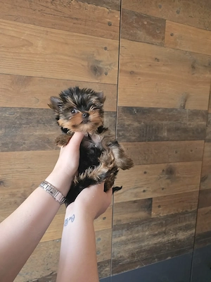 Wunderschönes Yorkshire Terrier Mädchen zu verkaufen - 3 Monate alt