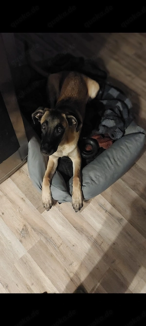 Bo sucht ein liebevolles neues Zuhause 