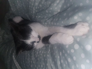 Katze sucht liebevollen Dosenöffner 