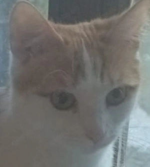 wunderschön Katze in liebevolle Hände abzugeben 