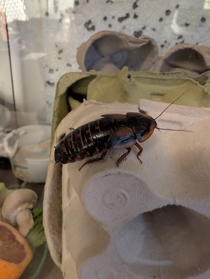 Argentinische Waldschaben (Dubias)   Top Futtertiere aus Hobbyzucht