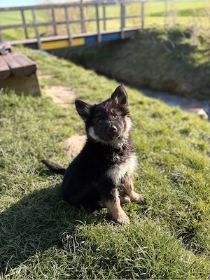 Schäferhund-Husky Mischling