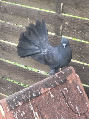 Indische Pfautauben