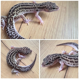Leopardgecko weibchen adult 