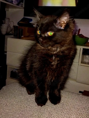 Kleines Ragdoll kitten sucht noch Liebes Zuhause 